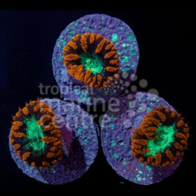 Blastomussa Ultra Red Green Center (frag)