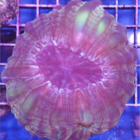 Cynarina Lacrymalis