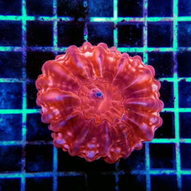 Cynarina Lacrymalis (red)