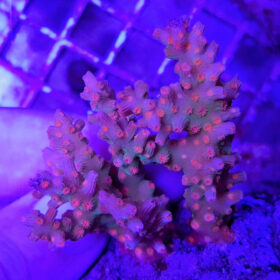 Cyphastrea Decadia