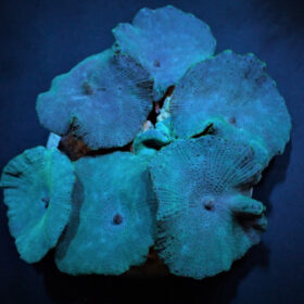 Discosoma Blue Mushroom
