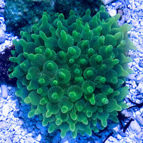 Entacmaea Quadricolor Green