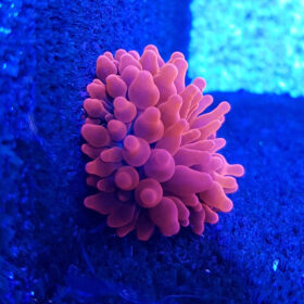 Entacmaea Quadricolor Red