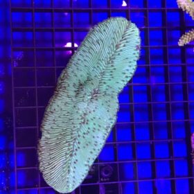 Fungia Scutaria Green
