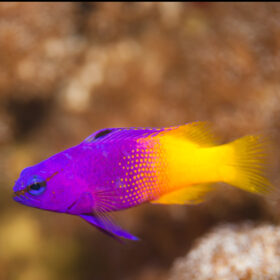 Gramma Brasiliensis