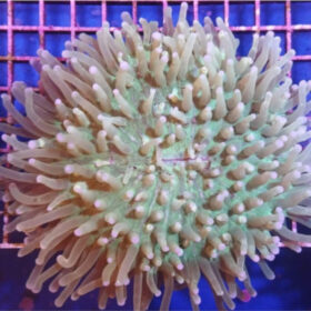 Heliofungia Actiniformis Green