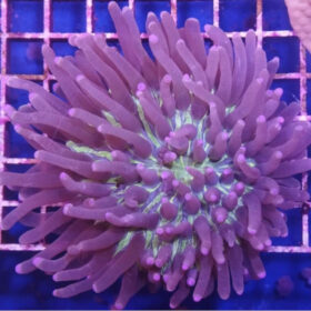 Heliofungia Actiniformis pink