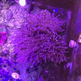 Heteractis Magnifica Purple