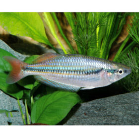 Melanotaenia Australis