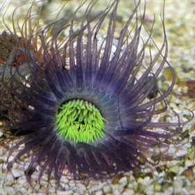 Pachycerianthus purple