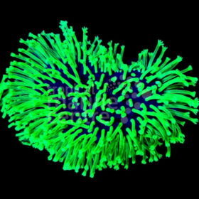 Sarcophyton Ultra Neon Long Polyp