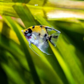 Skalaria Panda Yellow Head