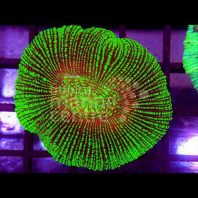 Trachyphyllia, Brain Coral Neon Green