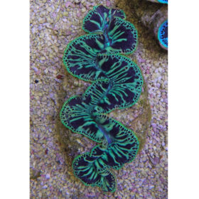 Tridacna maxima green