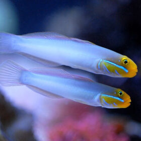 Valenciennea Strigata pair