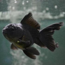 black oranda goldfish small