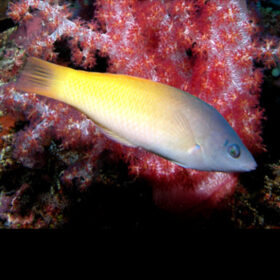 Halichoeres Prosopeion