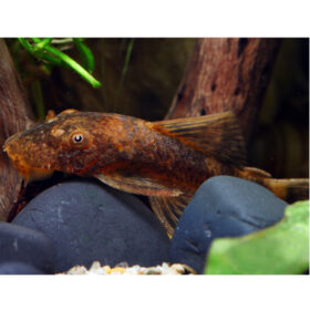 Ancistrus LDA-016 Gold-Brown
