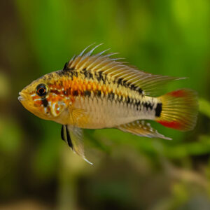 Apistograma colaroja (Apistogramma Macmasteri)