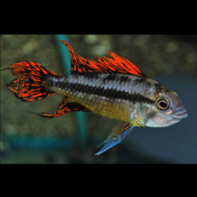 Cockatoo Dwarf Cichlid Apistogramma Cacatuoides Double Red