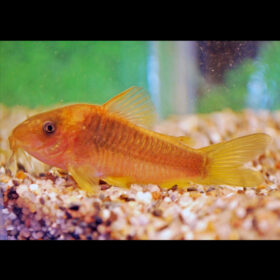 Corydoras Green Gold Corydoras Melanotaenia