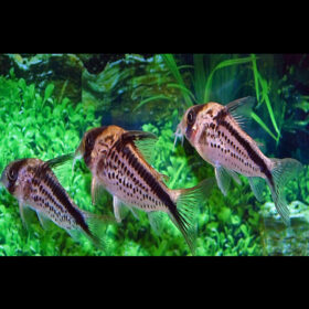 Corydoras Loxozonus