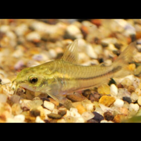 Corydoras Pygmy Corydoras Pygmaeus