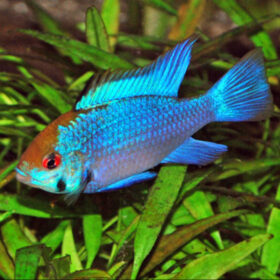 Electric Blue Ram, Mikrogeophagus Ramirezi Electric Blue