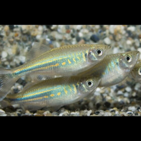 Giant Danio Devario Malabaricus