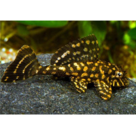 Gold Spot Pleco