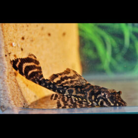 Gold Spotted Pleco L001 Pterygoplichthys Joselimaianus