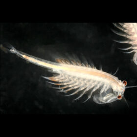 LIVE Artemia Brine Shrimp 150ml