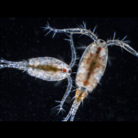 LIVE Copepods 100ml