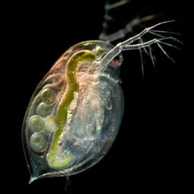 LIVE Daphnia 100ml