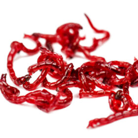 LIVE Red Mosquito (Bloodworm) 100ml