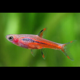 Mosquito Rasbora Boraras Brigittae