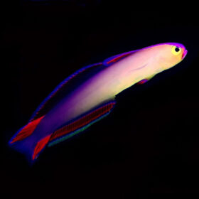 Nemateleotris Exquisita