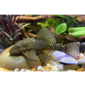 Plecostomus