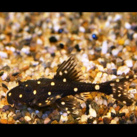 Polka Dot Lyretail Pleco, Acanthicus Adonis