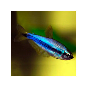 Royal Tetra Super Blue, Inpaichthys kerri