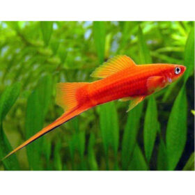 Swordtail Red, Xiphophorus helleri
