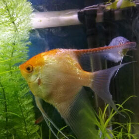 Σκαλάρια Gold, Pterophyllum Scalare