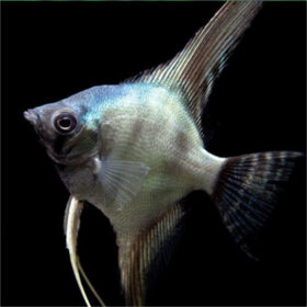 Σκαλάρια Smoke Green, Pterophyllum Scalare
