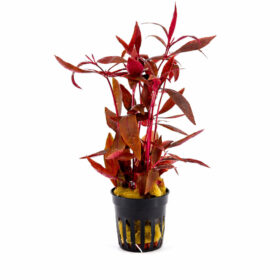 Alternanthera Sessilis pot