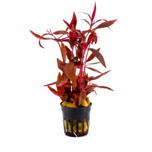 Alternanthera Sessilis pot
