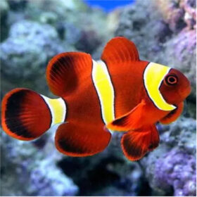 Amphiprion Epigrammata