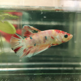 Betta Half Moon Glow Tricolor Male WYSIWYG