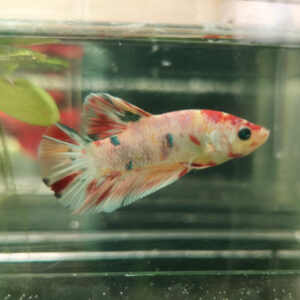 Betta Half Moon Glow Tricolor Male WYSIWYG