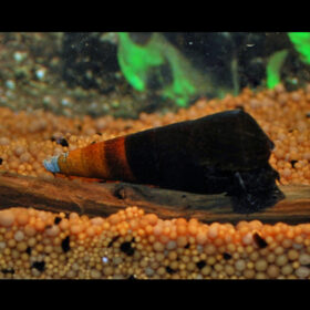 Bicolor Snail Faunus Ater Bicolor