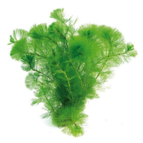 Cabomba Aquatica